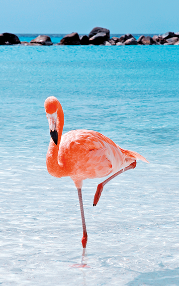 Flamingo steht in tuerkisem Wasser