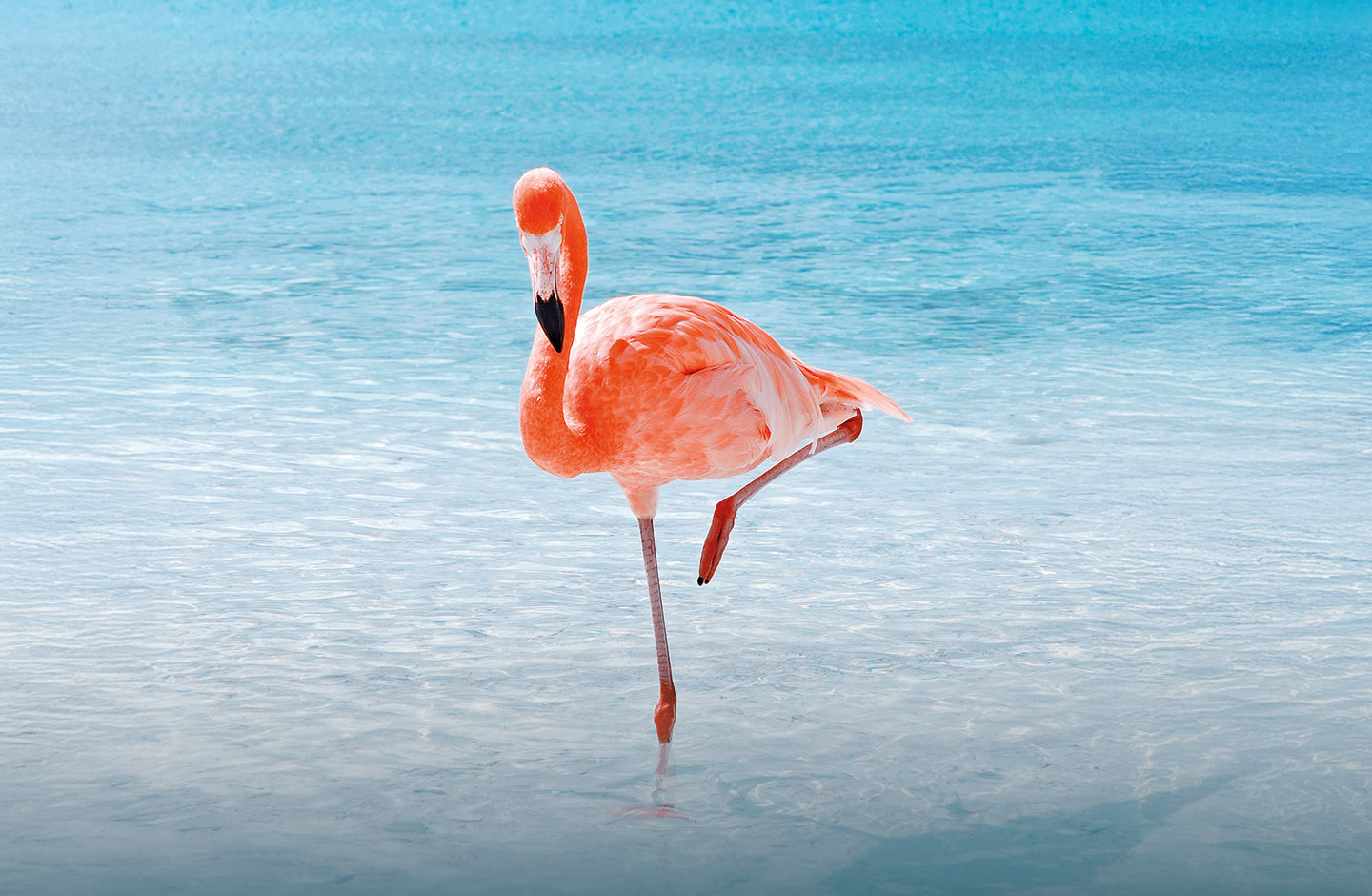 Flamingo auf einem Bein stehend im Wasser.